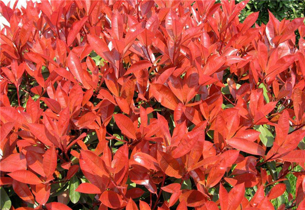 紅葉石楠圖片 紅葉石楠圖片