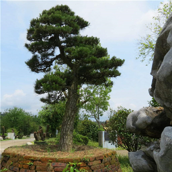 松樹圖片 松樹圖片