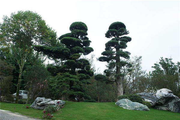 松樹圖片 松樹圖片