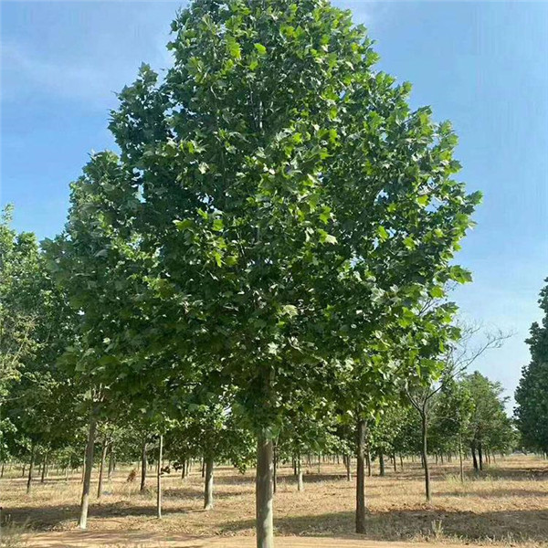 法國(guó)梧桐圖片 法國(guó)梧桐圖片