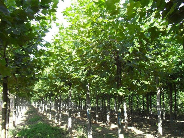 法國(guó)梧桐圖片 法國(guó)梧桐圖片