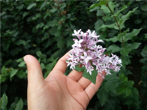 小葉丁香圖片 小葉丁香圖片