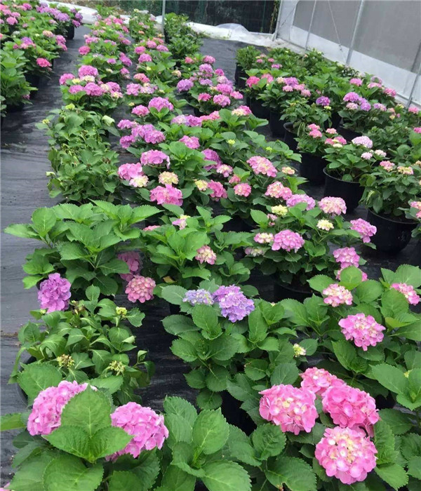 繡球花圖片 繡球花圖片