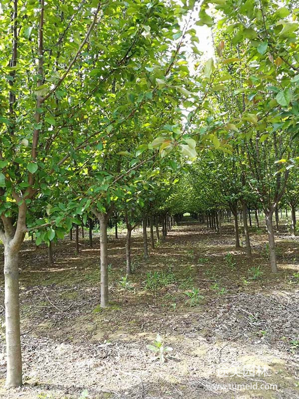 北美海棠圖片 北美海棠圖片