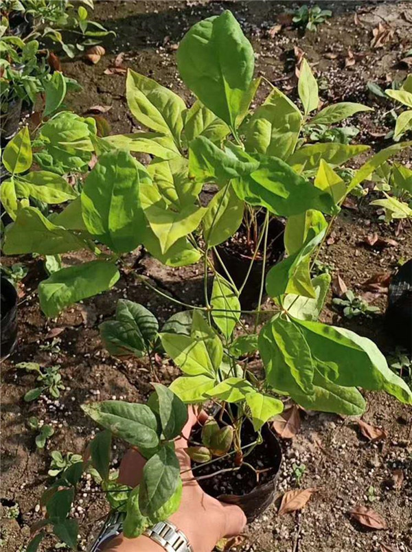 南天竹圖片 南天竹圖片