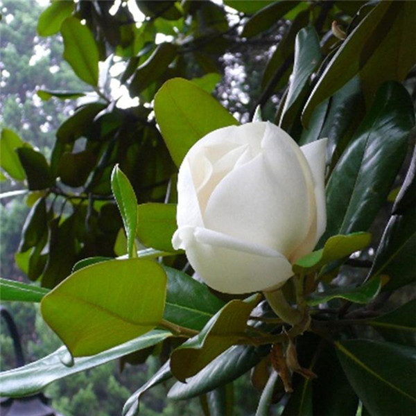 白玉蘭圖片 白玉蘭圖片