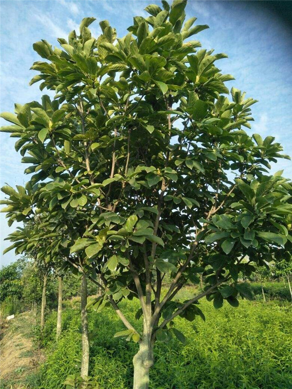 樂昌含笑圖片 樂昌含笑圖片