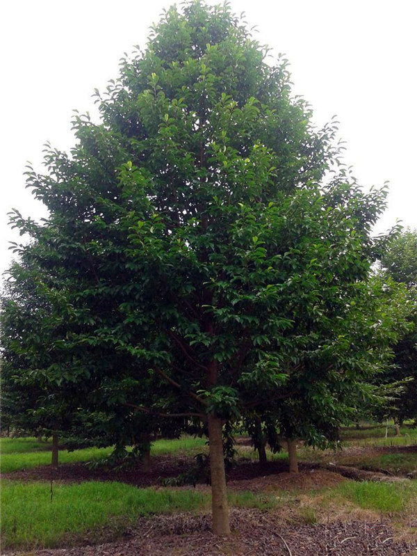 樂昌含笑圖片 樂昌含笑圖片