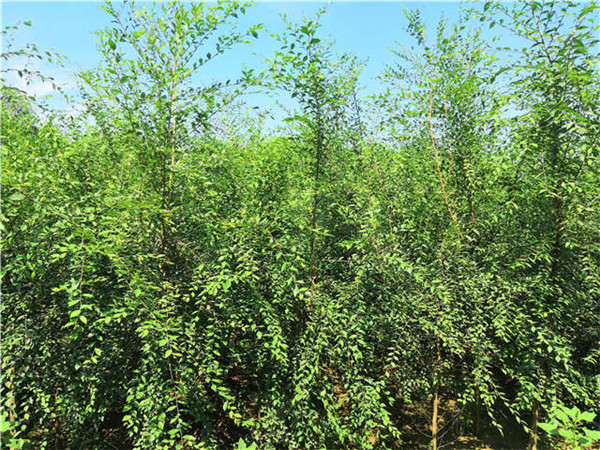 白榆圖片 白榆圖片