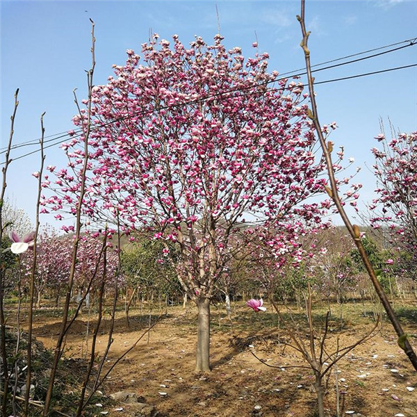 紅玉蘭圖片 紅玉蘭圖片