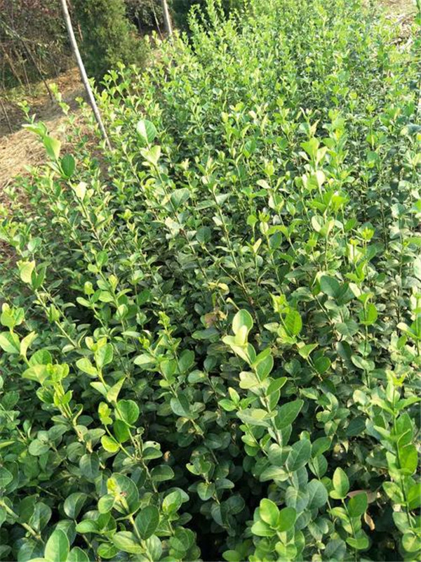 扶芳藤圖片 扶芳藤圖片