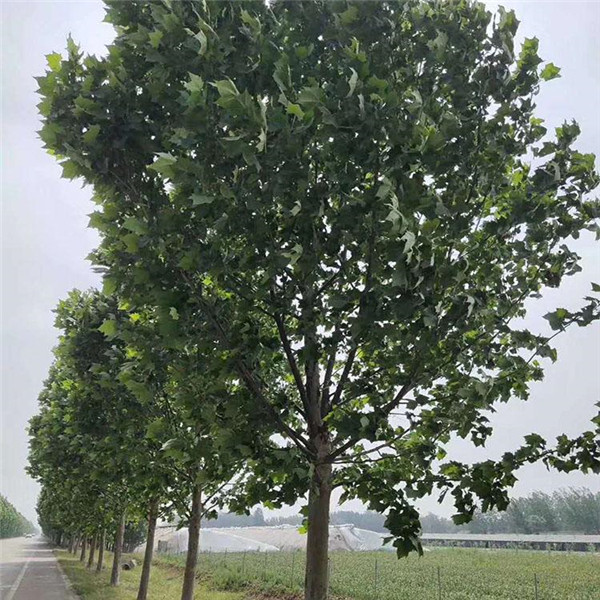 法桐圖片 法桐圖片