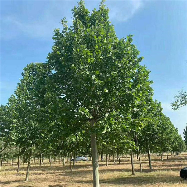 法桐圖片 法桐圖片