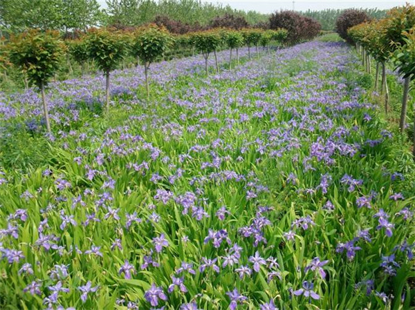 鳶尾圖片 鳶尾圖片