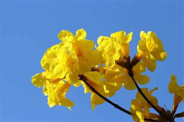 黃花風鈴木圖片 黃花風鈴木圖片