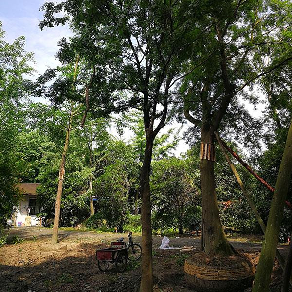 皂角樹(shù)圖片 皂角樹(shù)圖片