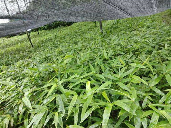 竹子圖片 竹子圖片