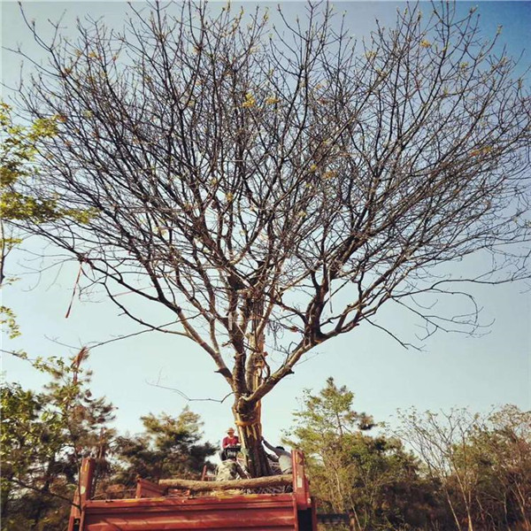 黃連木圖片 黃連木圖片