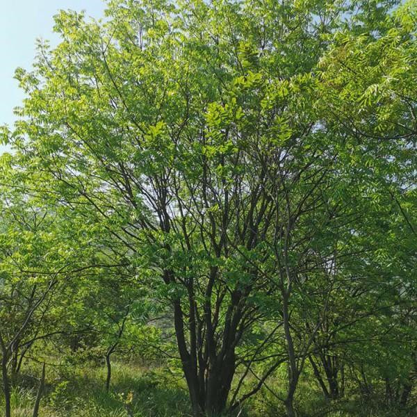 黃連木圖片 黃連木圖片