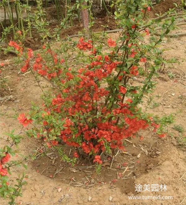 貼梗海棠圖片 貼梗海棠圖片