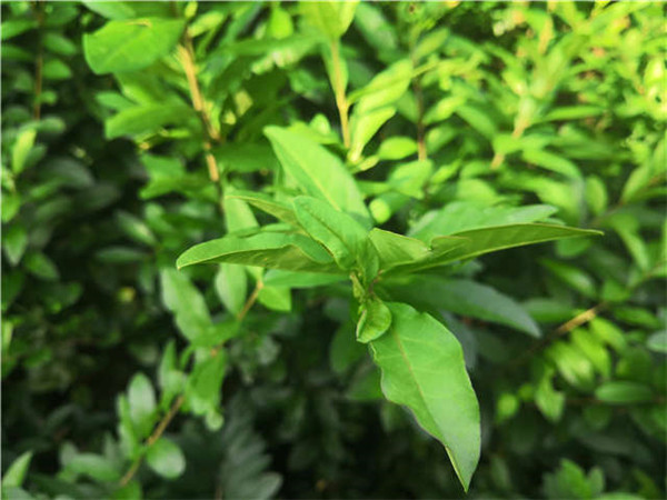 水臘圖片 水臘圖片