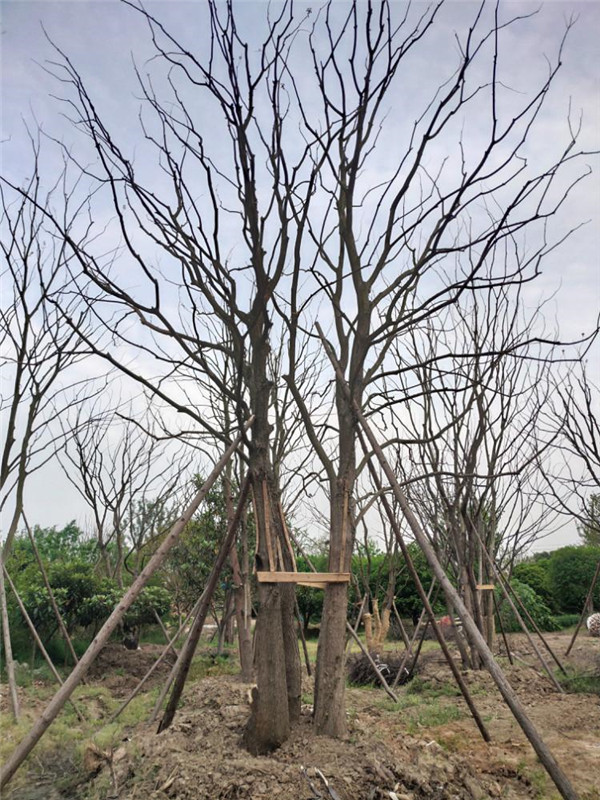 櫸樹圖片 櫸樹圖片