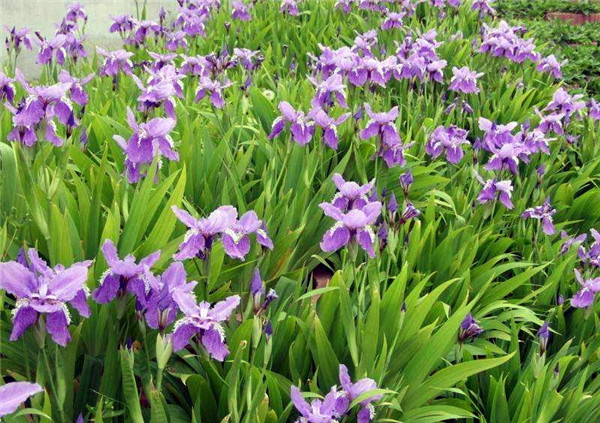 藍花鳶尾圖片 藍花鳶尾圖片