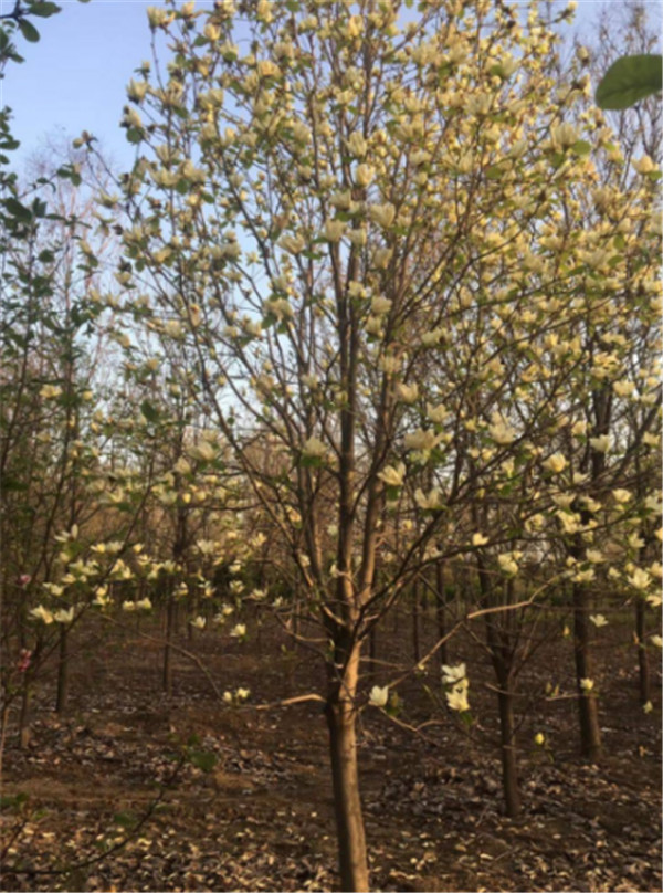 黃玉蘭圖片 黃玉蘭圖片