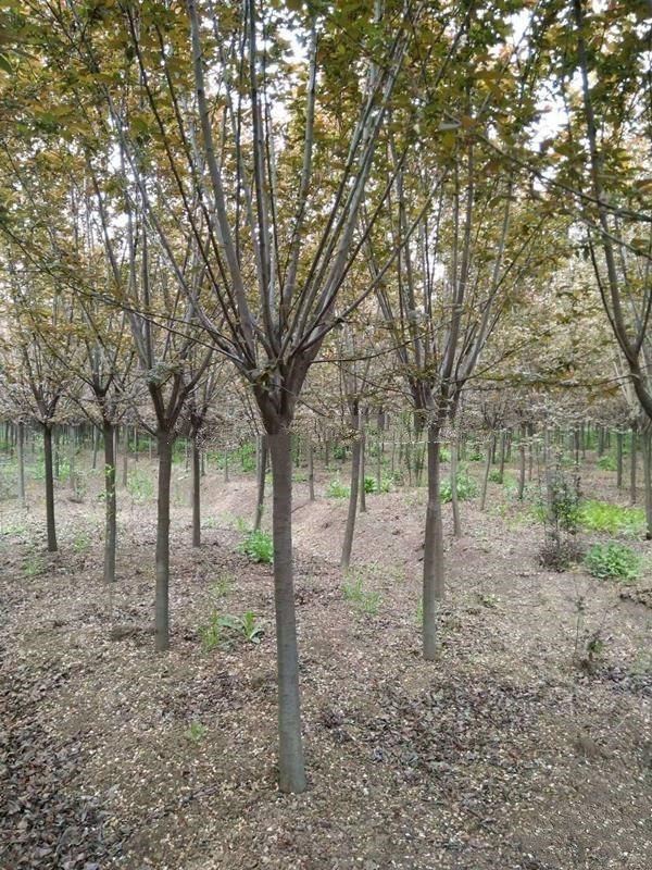 紅葉李圖片 紅葉李圖片