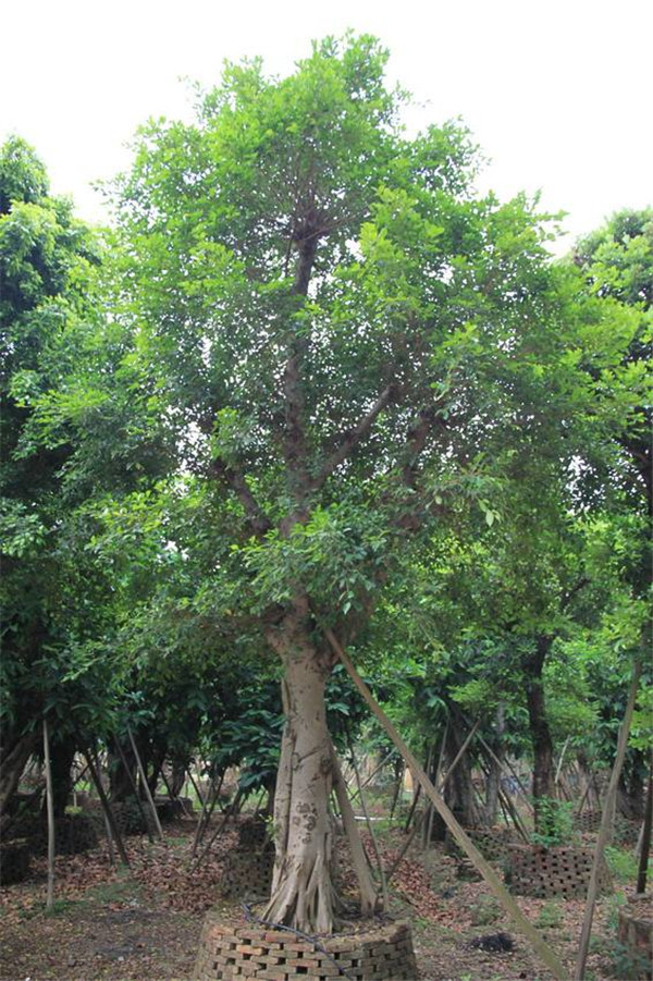 小葉榕圖片 小葉榕圖片