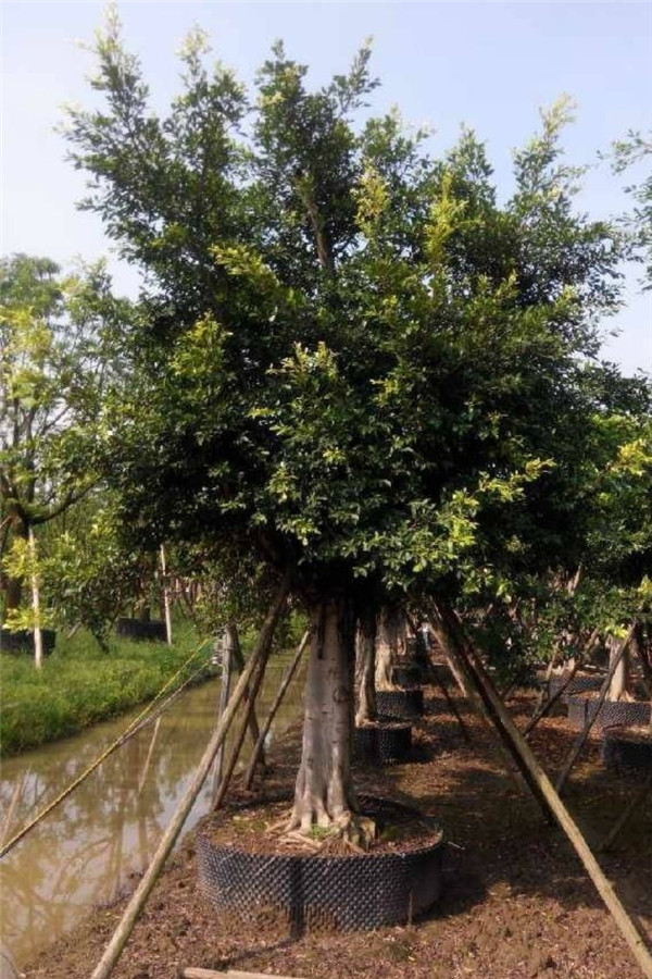 小葉榕圖片 小葉榕圖片