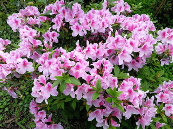 毛鵑圖片 毛鵑圖片