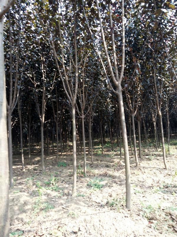 紫葉李圖片 紫葉李圖片