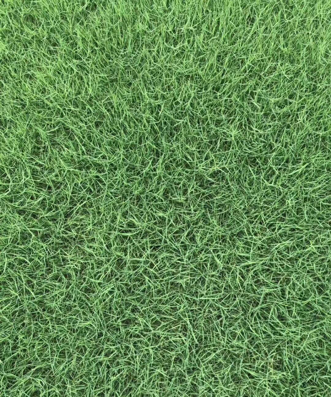 狗牙根草坪 狗牙根草坪