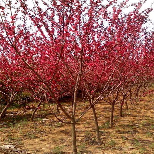 紅葉碧桃照片 紅葉碧桃照片