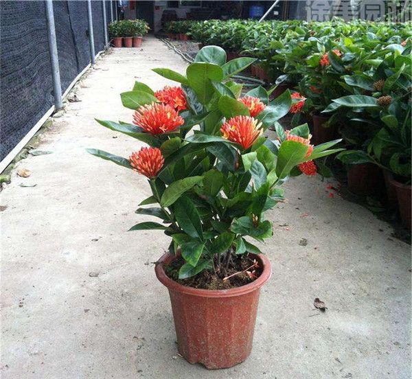 盆栽龍船花 盆栽龍船花