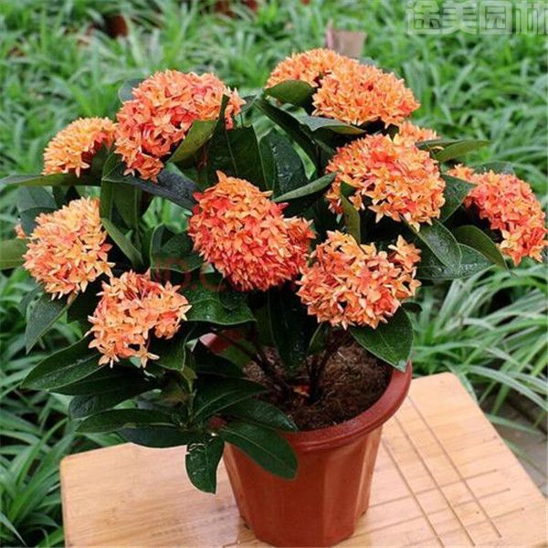 盆栽龍船花 盆栽龍船花