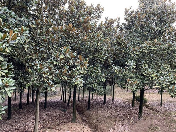 白玉蘭圖片 白玉蘭圖片