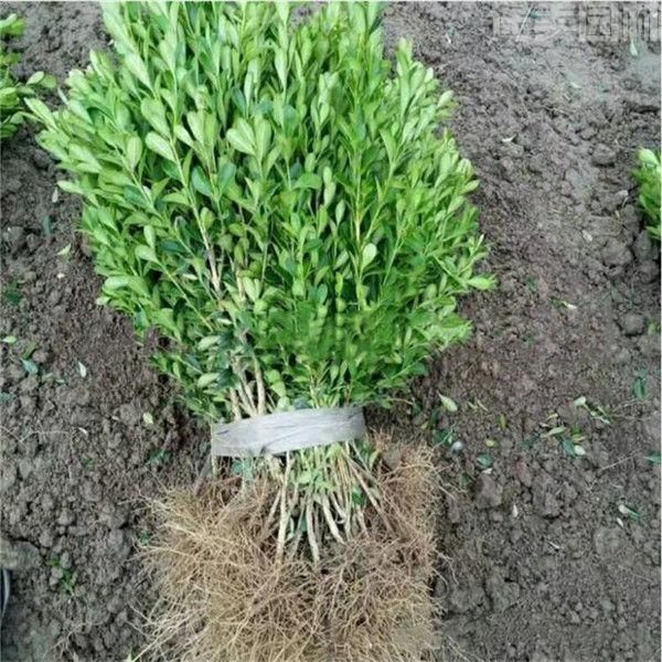 大葉黃楊圖片 大葉黃楊圖片