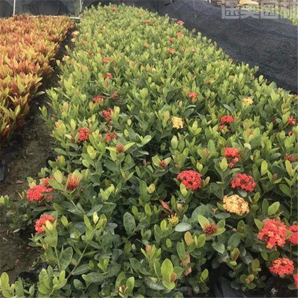 龍船花圖片 龍船花圖片