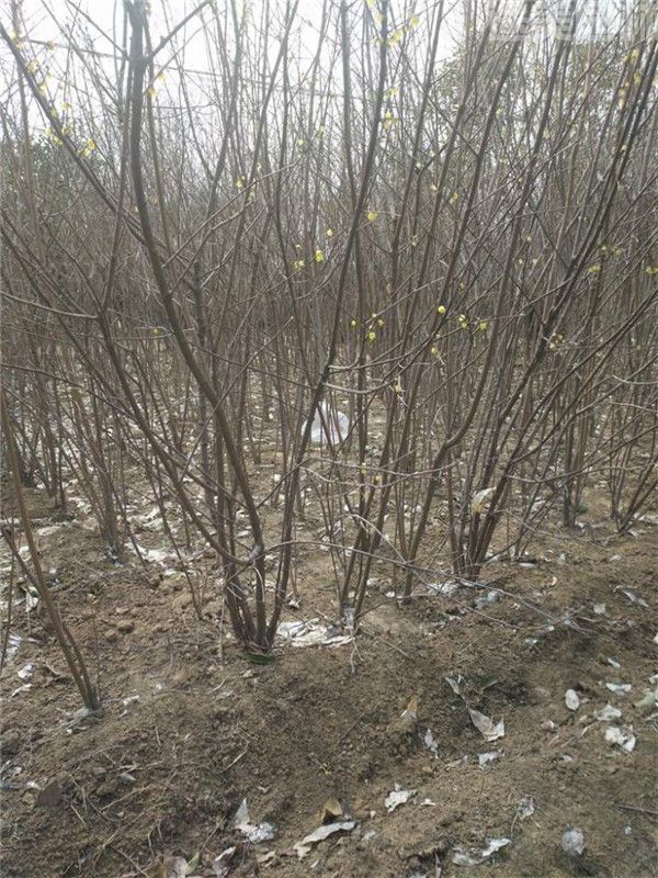 臘梅圖片 臘梅圖片