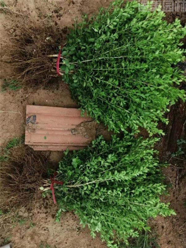 瓜子黃楊 瓜子黃楊