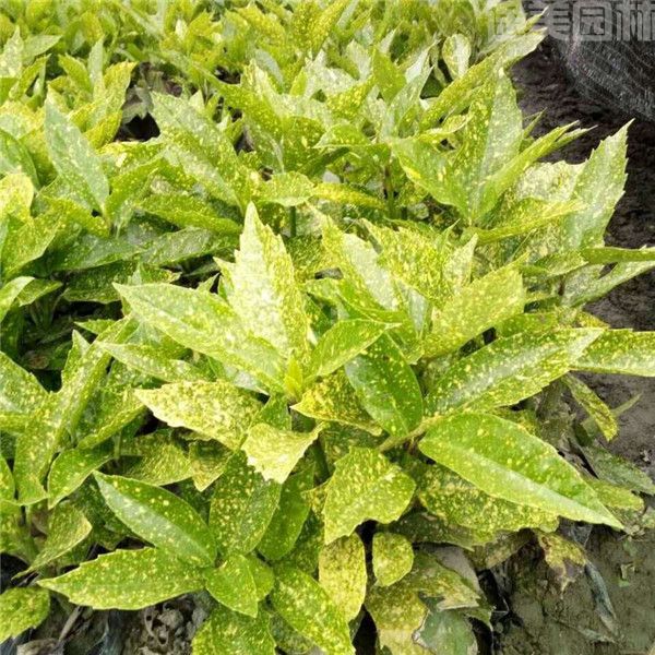 灑金珊瑚 灑金珊瑚