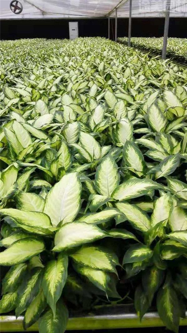 萬(wàn)年青 萬(wàn)年青