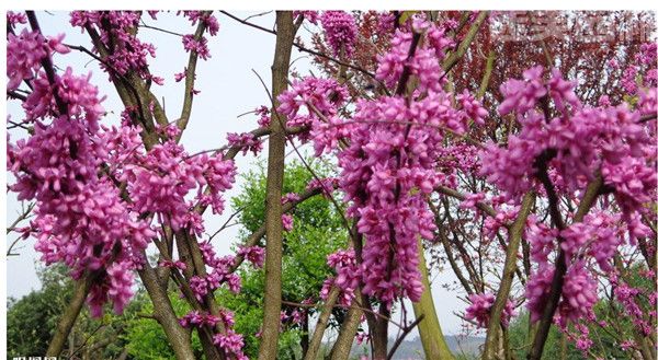 紫藤樹 紫藤樹