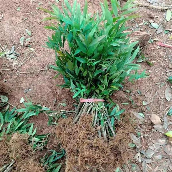 十大功勞 十大功勞