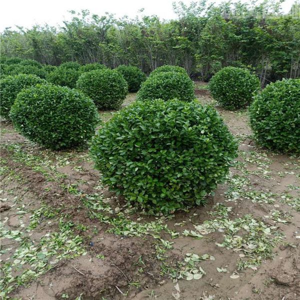 衛矛球 冬青球 衛矛球 冬青球