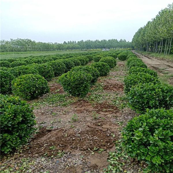 衛矛球 冬青球 衛矛球 冬青球