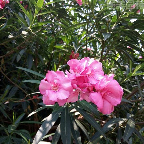 夾竹桃 夾竹桃
