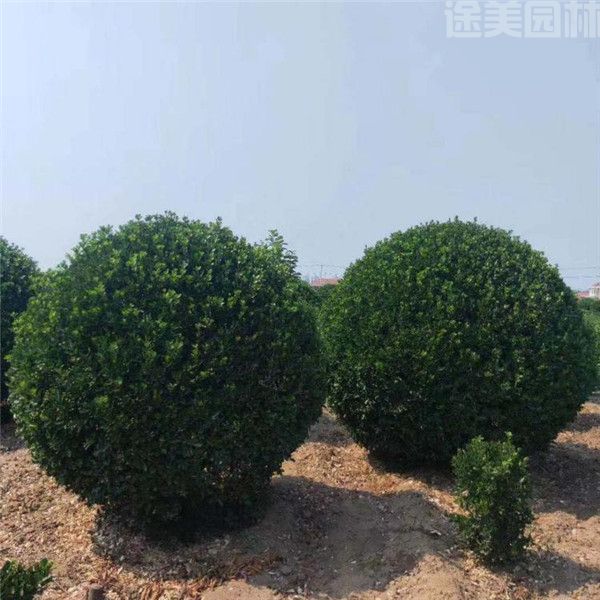 衛(wèi)矛 衛(wèi)矛